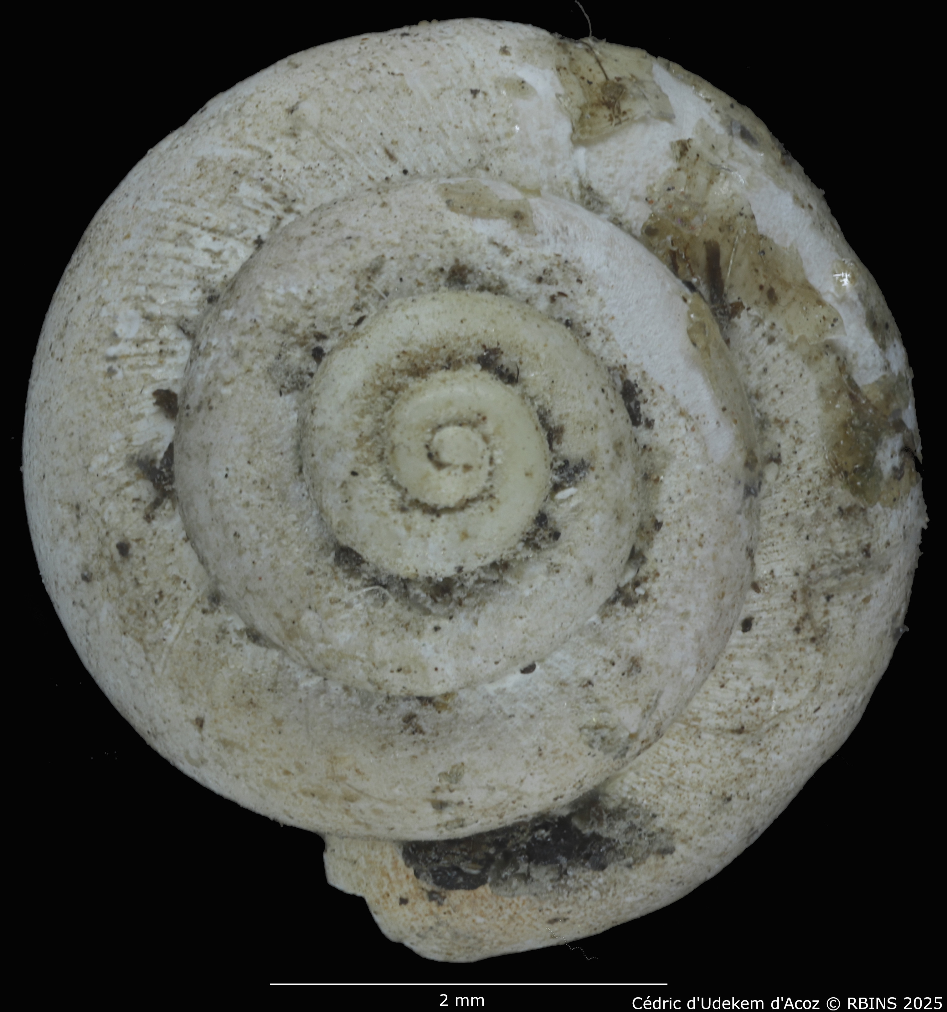 BE-RBINS-INV-MT-2041-Valvata-colbeaui-st-SMALL-TOP.jpg