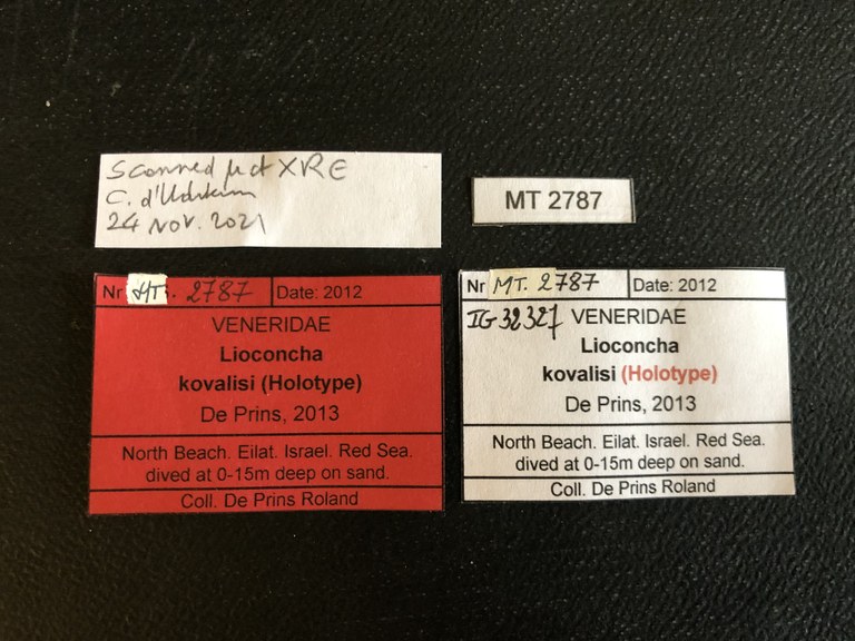 MT 2787 Lioconcha kovalisi Labels
