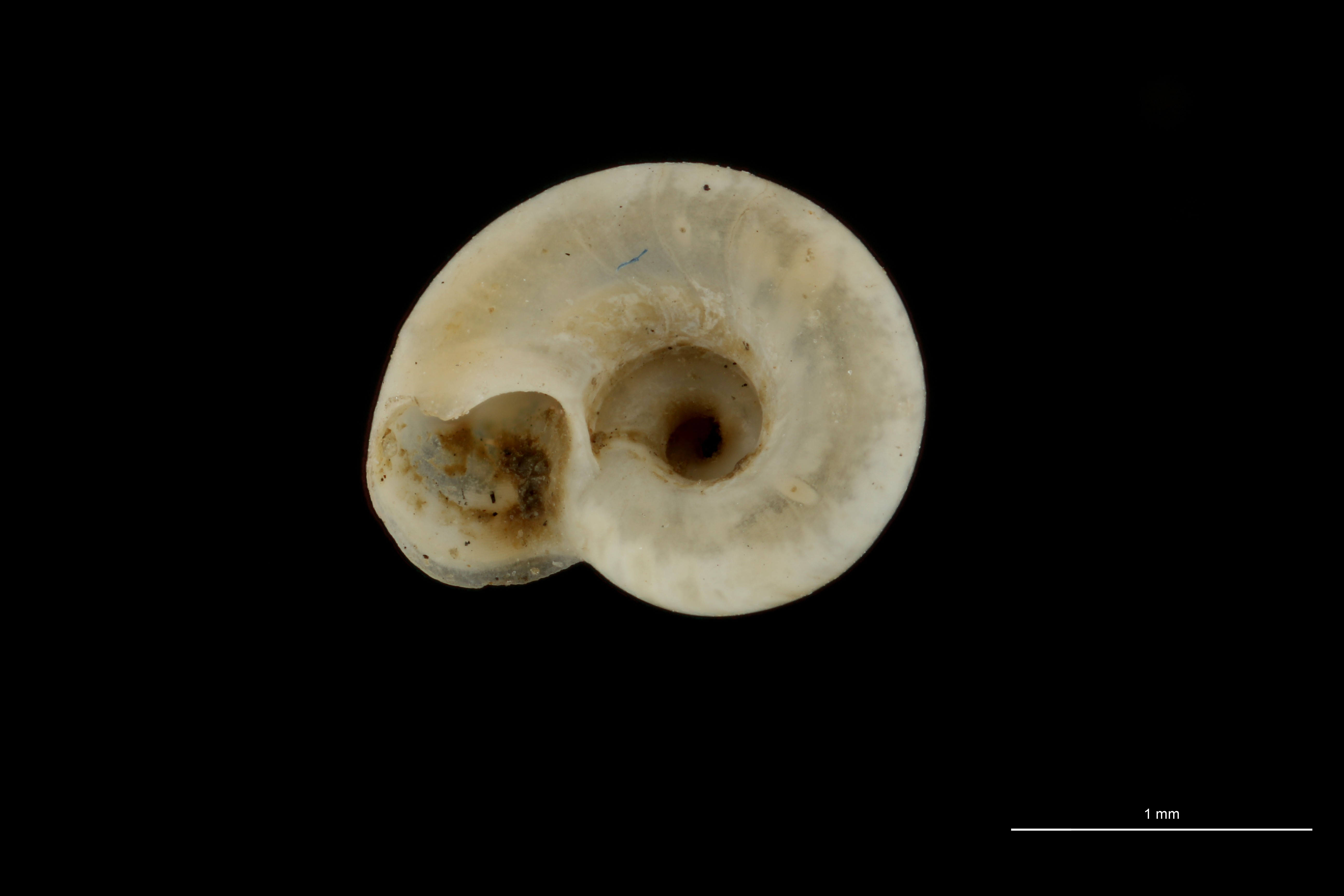 BE-RBINS-INV HOLOTYPE MT 20 Circulus senegalensis VENTRAL ZS DMap Scaled.jpg