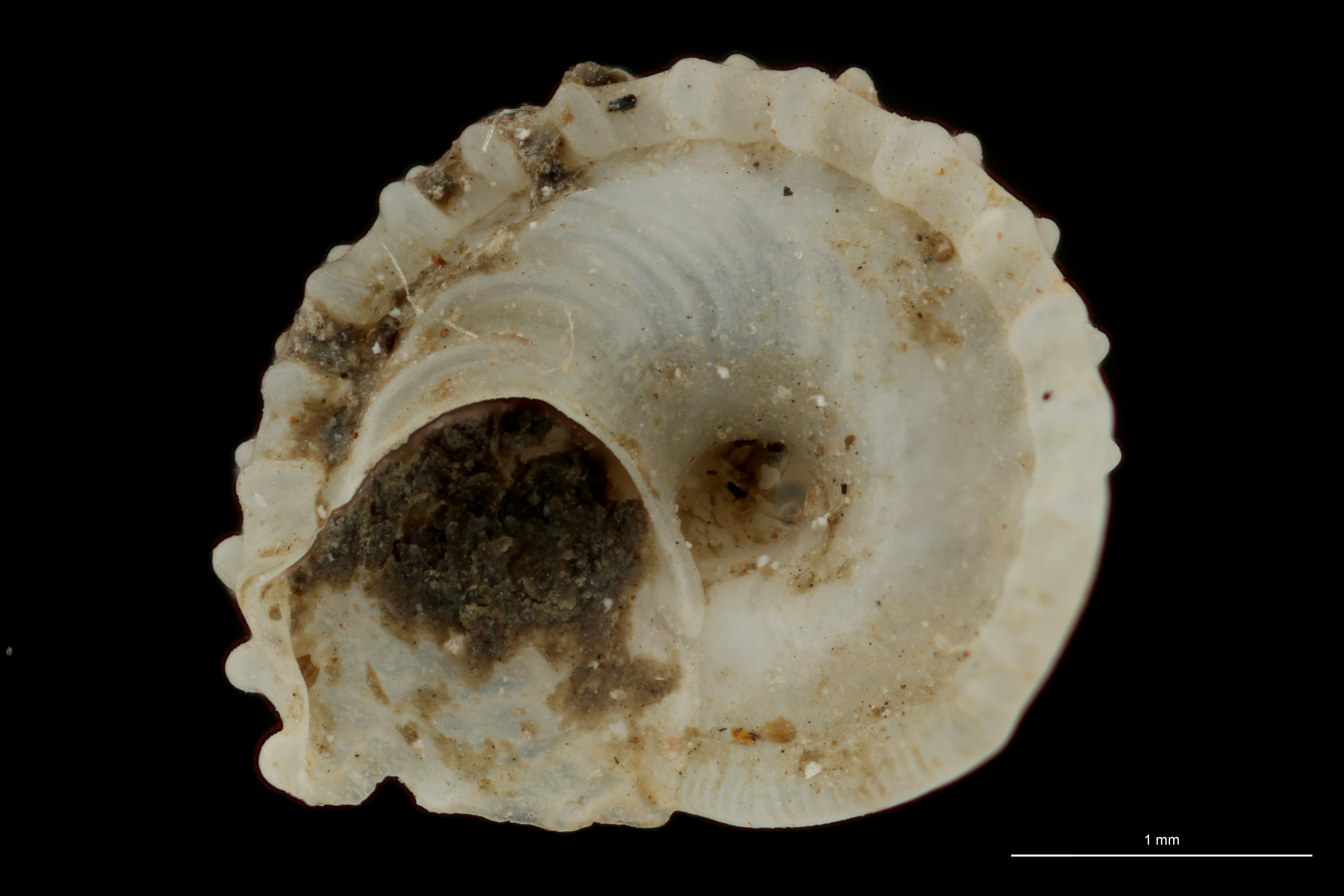 BE-RBINS-INV HOLOTYPE MT 95 Cochliolepis dautzenbergi VENTRAL ZS DMap Scaled.jpg
