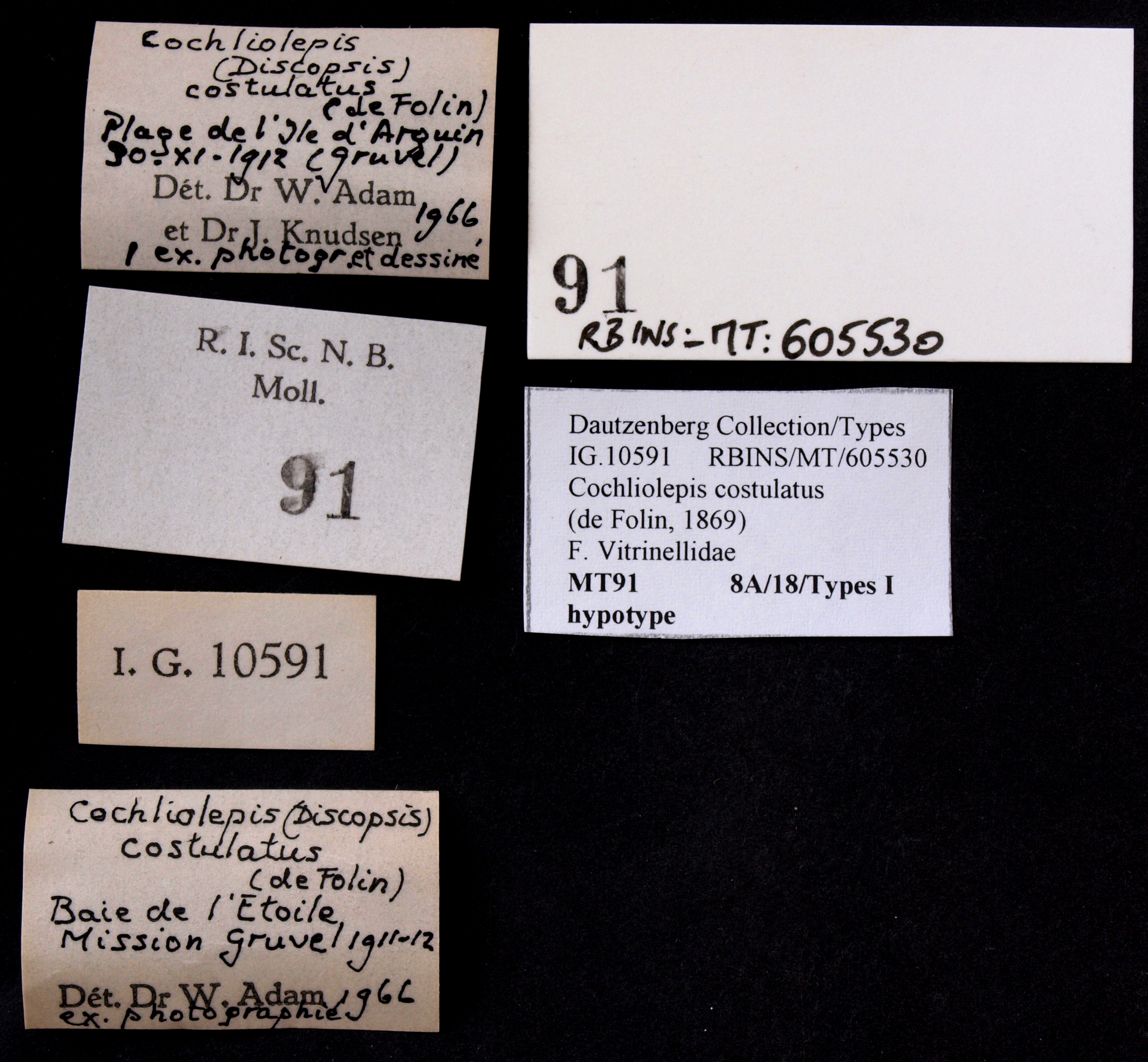 BE-RBINS-INV HYPOTYPE MT 91 Cochliolepis (Discopis) costulatus LABELS.jpg