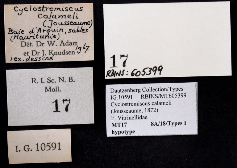 BE-RBINS-INV HYPOTYPE MT 17 Cyclostremiscus calameli LABELS.jpg