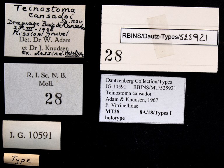 BE-RBINS-INV HOLOTYPE MT 28 Teinostoma cansadoi LABELS.jpg