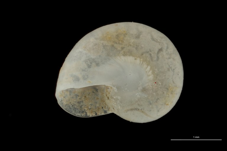 BE-RBINS-INV HOLOTYPE MT 28 Teinostoma cansadoi VENTRAL ZS DMap Scaled.jpg