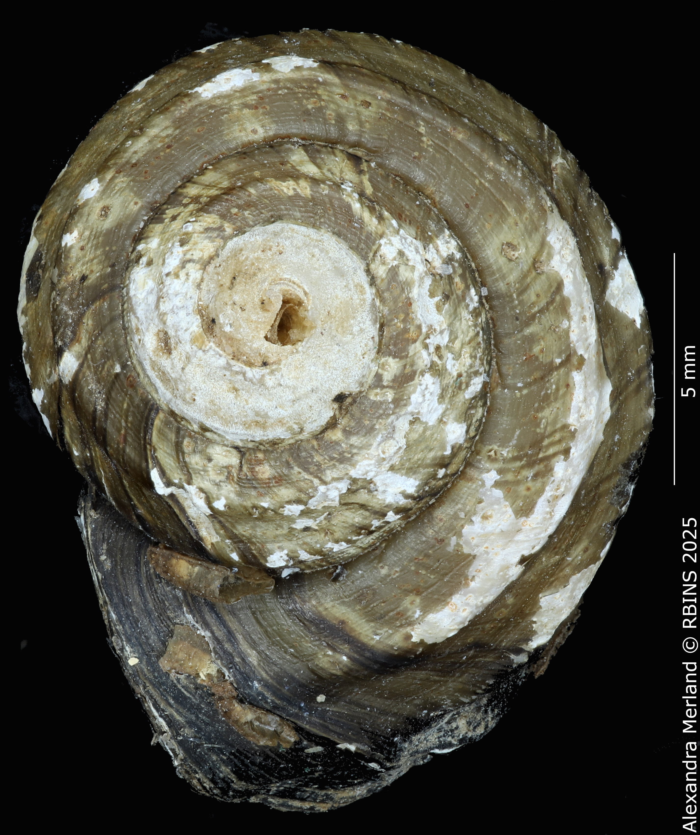BE-RBINS-INV-MT-244-Anulotaia-forcarti-pt-D.jpg