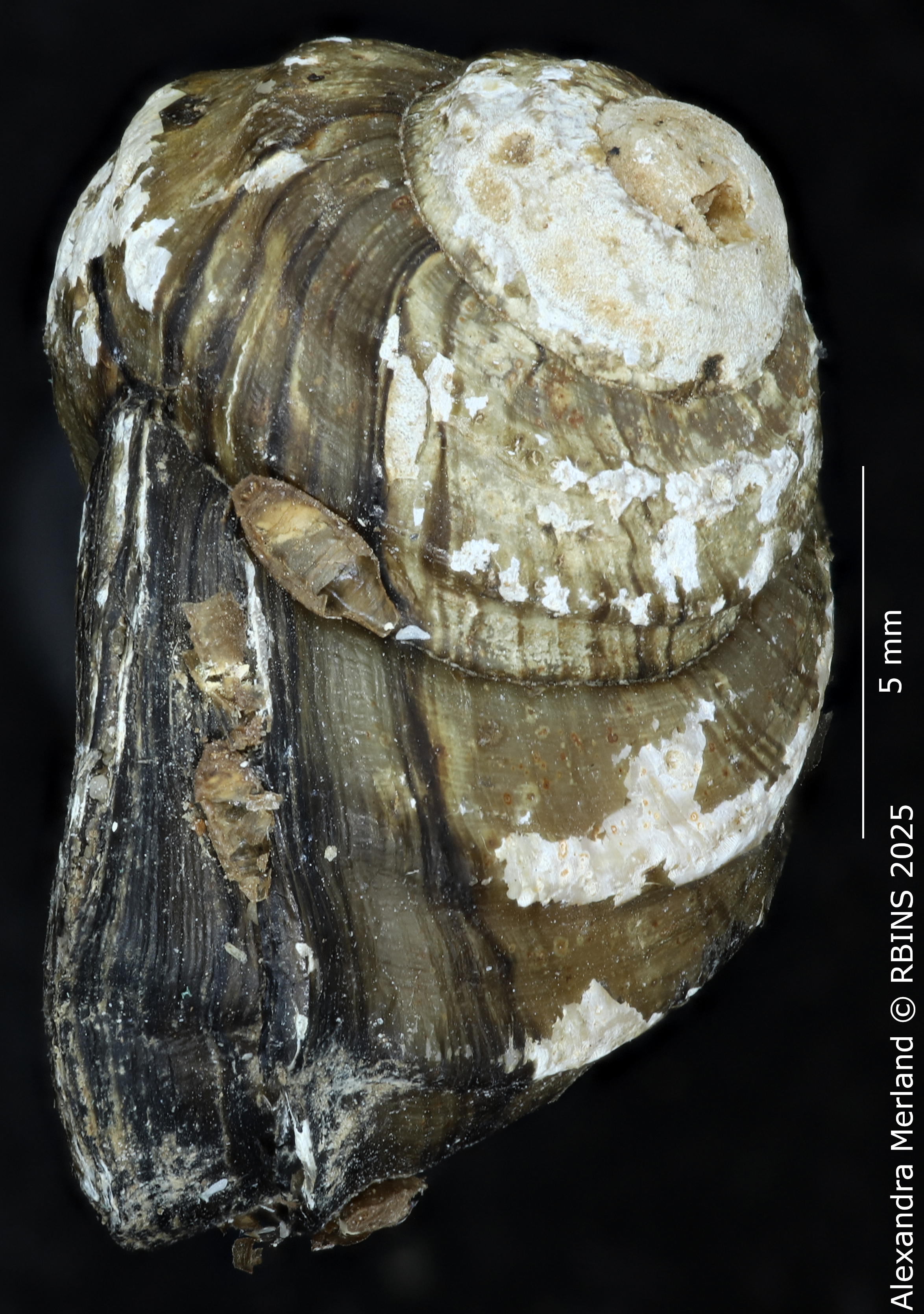 BE-RBINS-INV-MT-244-Anulotaia-forcarti-pt-L.jpg
