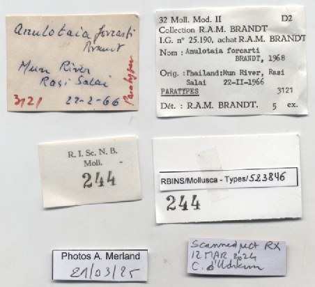 BE-RBINS-INV-MT-244-Anulotaia-forcarti-pt-label.jpg BE-RBINS-INV-MT-244-Anulotaia-forcarti-pt-label.jpg