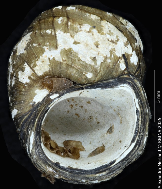 BE-RBINS-INV-MT-244-Anulotaia-forcarti-pt-V.jpg BE-RBINS-INV-MT-244-Anulotaia-forcarti-pt-V.jpg