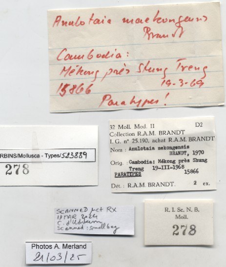 BE-RBINS-INV-MT-278-Anulotaia-mekongensis-pt-label.jpg BE-RBINS-INV-MT-278-Anulotaia-mekongensis-pt-label.jpg