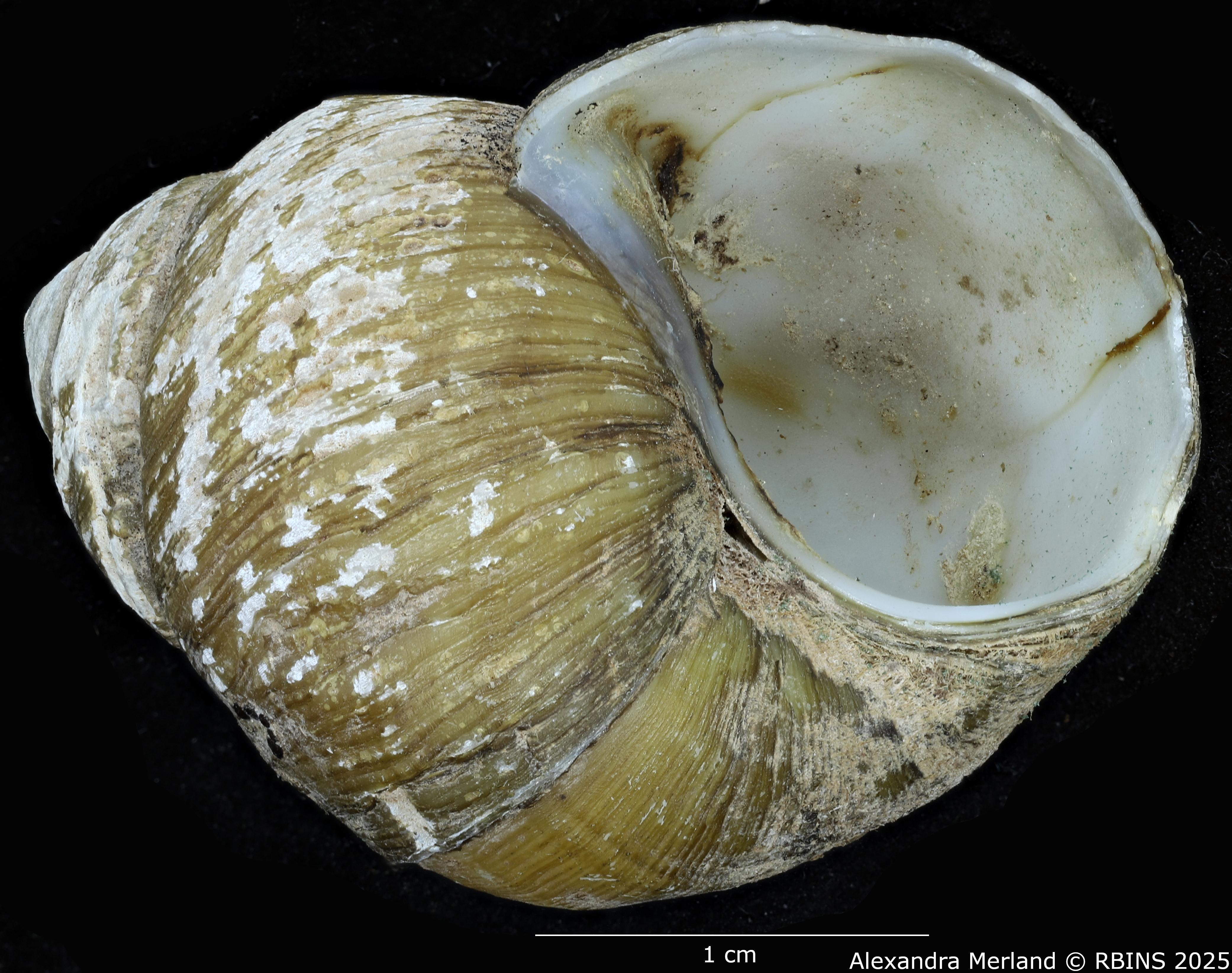BE-RBINS-INV-MT-278-Anulotaia-mekongensis-pt-V.jpg
