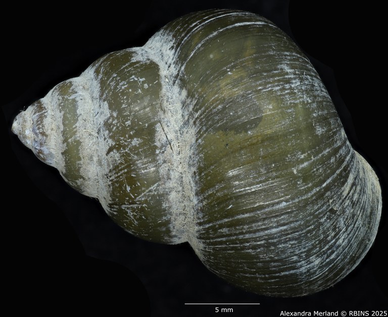 BE-RBINS-INV-MT-56-Cipangopaludina-annandalei-pt-D.jpg BE-RBINS-INV-MT-56-Cipangopaludina-annandalei-pt-D.jpg