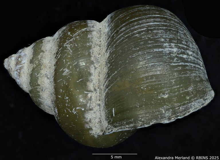 BE-RBINS-INV-MT-56-Cipangopaludina-annandalei-pt-L.jpg BE-RBINS-INV-MT-56-Cipangopaludina-annandalei-pt-L.jpg