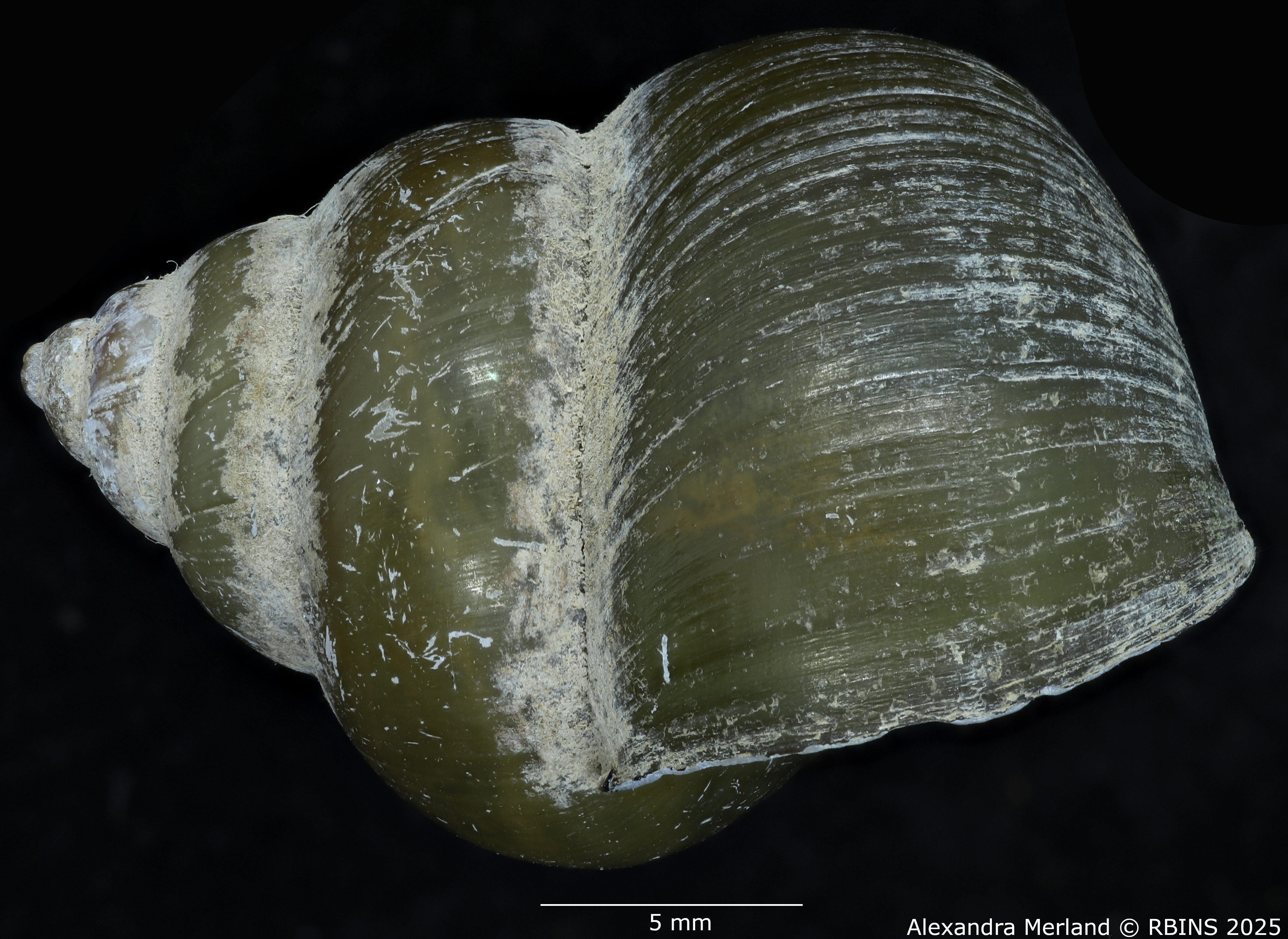 BE-RBINS-INV-MT-56-Cipangopaludina-annandalei-pt-L.jpg