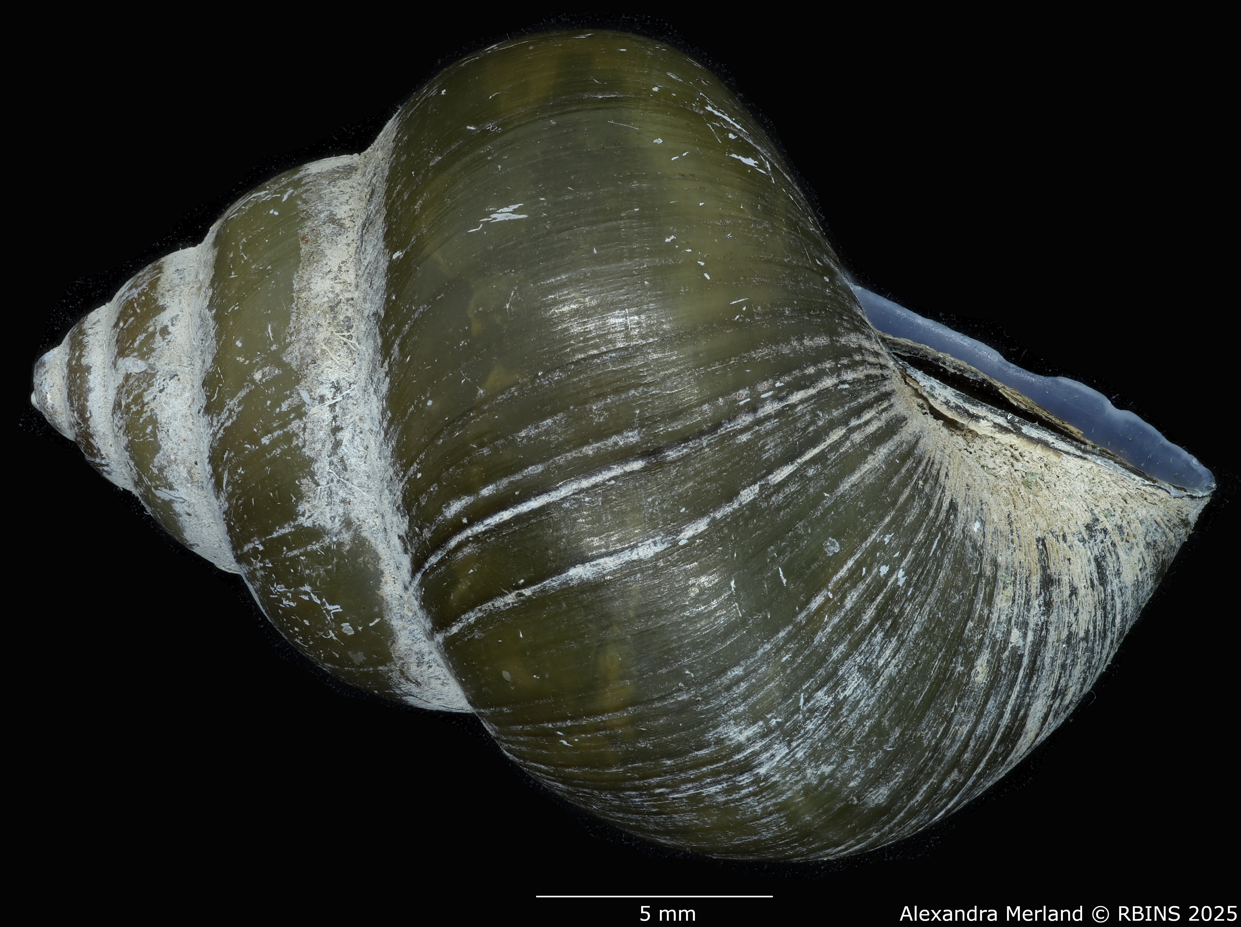 BE-RBINS-INV-MT-56-Cipangopaludina-annandalei-pt-L2.jpg