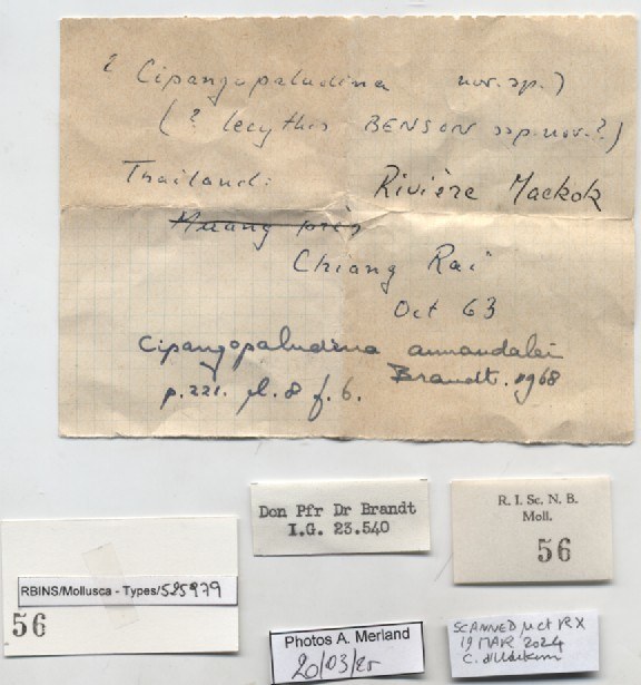 BE-RBINS-INV-MT-56-Cipangopaludina-annandalei-pt-label.jpg BE-RBINS-INV-MT-56-Cipangopaludina-annandalei-pt-label.jpg