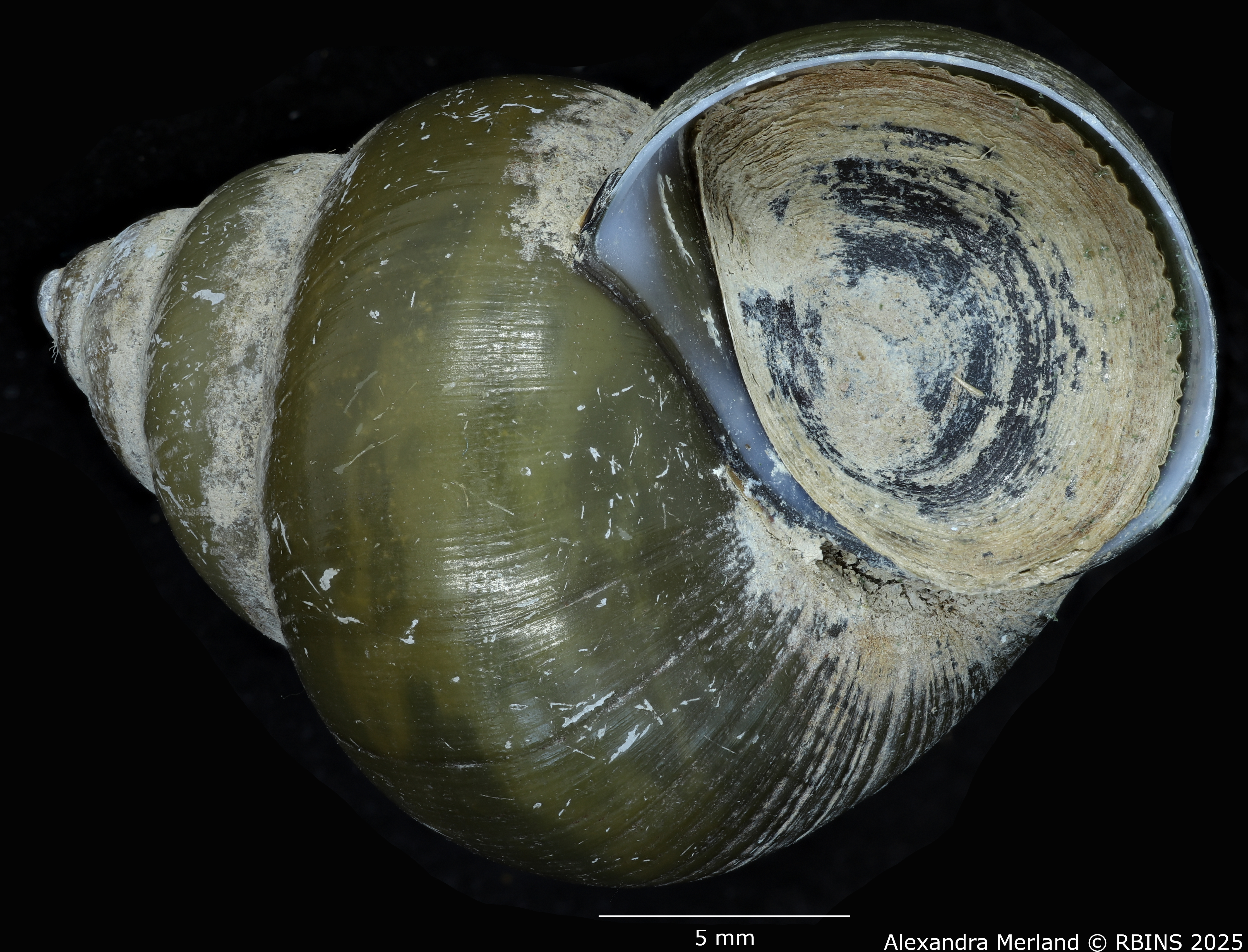 BE-RBINS-INV-MT-56-Cipangopaludina-annandalei-pt-V.jpg