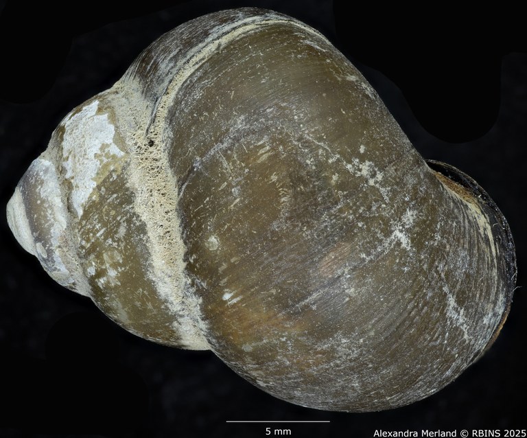 BE-RBINS-INV-MT-2028-Cipangopaludina-walkeri-pt-D.jpg BE-RBINS-INV-MT-2028-Cipangopaludina-walkeri-pt-D.jpg