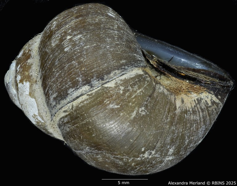 BE-RBINS-INV-MT-2028-Cipangopaludina-walkeri-pt-L.jpg BE-RBINS-INV-MT-2028-Cipangopaludina-walkeri-pt-L.jpg