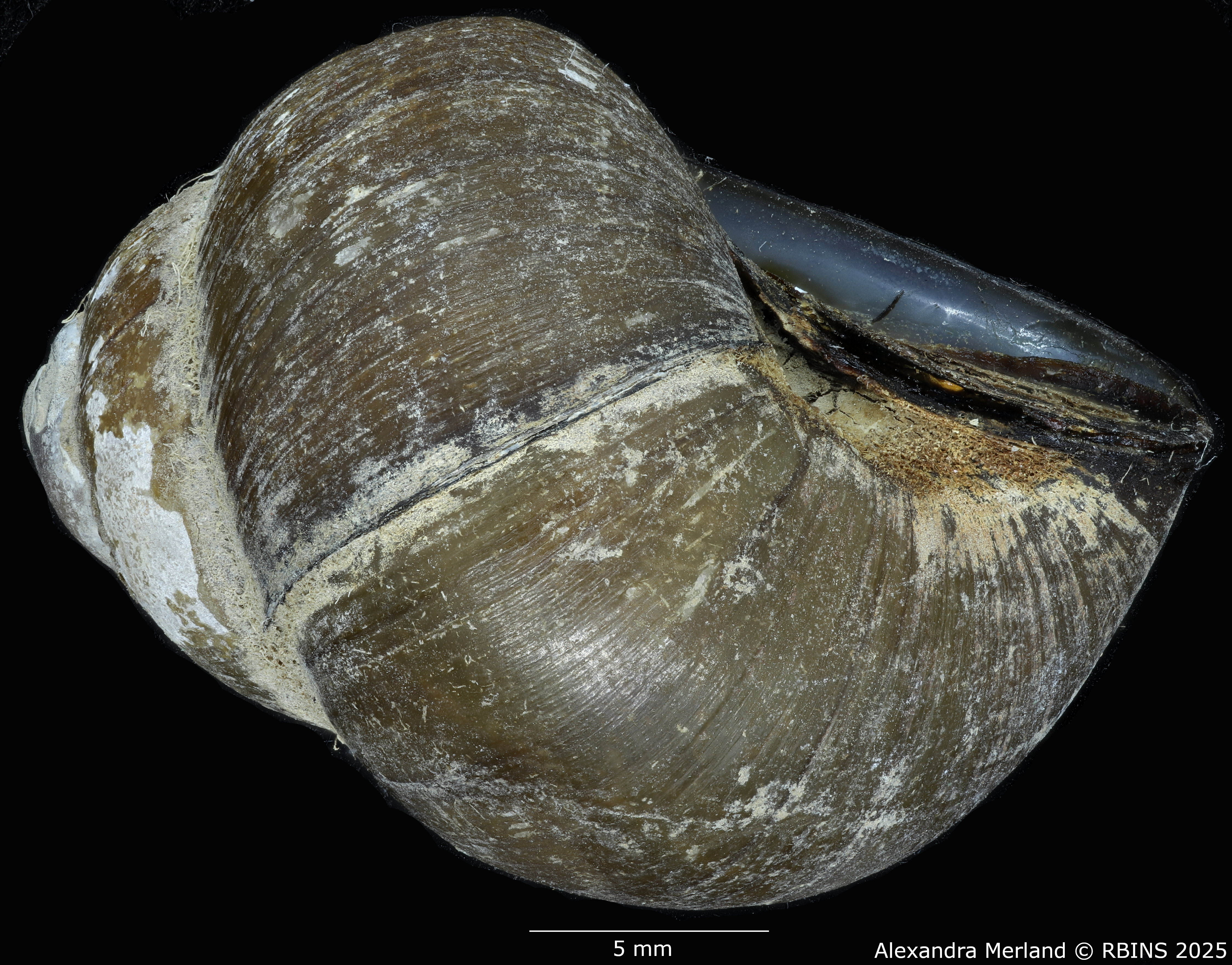 BE-RBINS-INV-MT-2028-Cipangopaludina-walkeri-pt-L.jpg