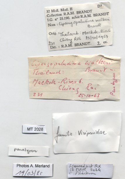 BE-RBINS-INV-MT-2028-Cipangopaludina-walkeri-pt-label.jpg BE-RBINS-INV-MT-2028-Cipangopaludina-walkeri-pt-label.jpg