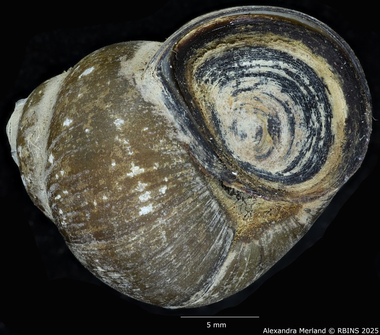 BE-RBINS-INV-MT-2028-Cipangopaludina-walkeri-pt-V.jpg BE-RBINS-INV-MT-2028-Cipangopaludina-walkeri-pt-V.jpg