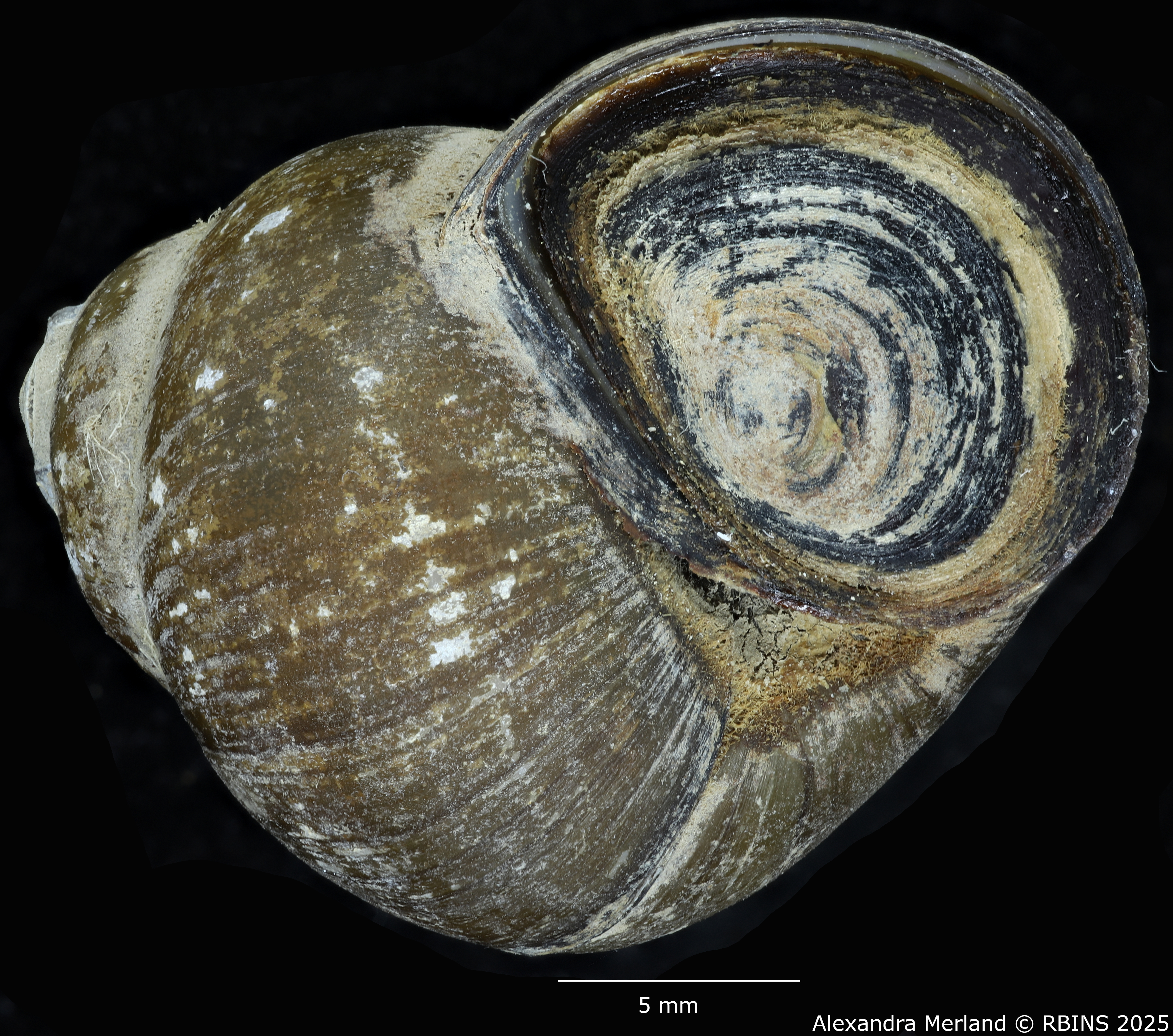BE-RBINS-INV-MT-2028-Cipangopaludina-walkeri-pt-V.jpg