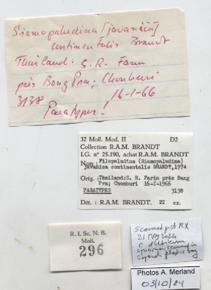 BE-RBINS-INV-MT-296-Filopaludina-javanica-continentalis-pt-label.jpg