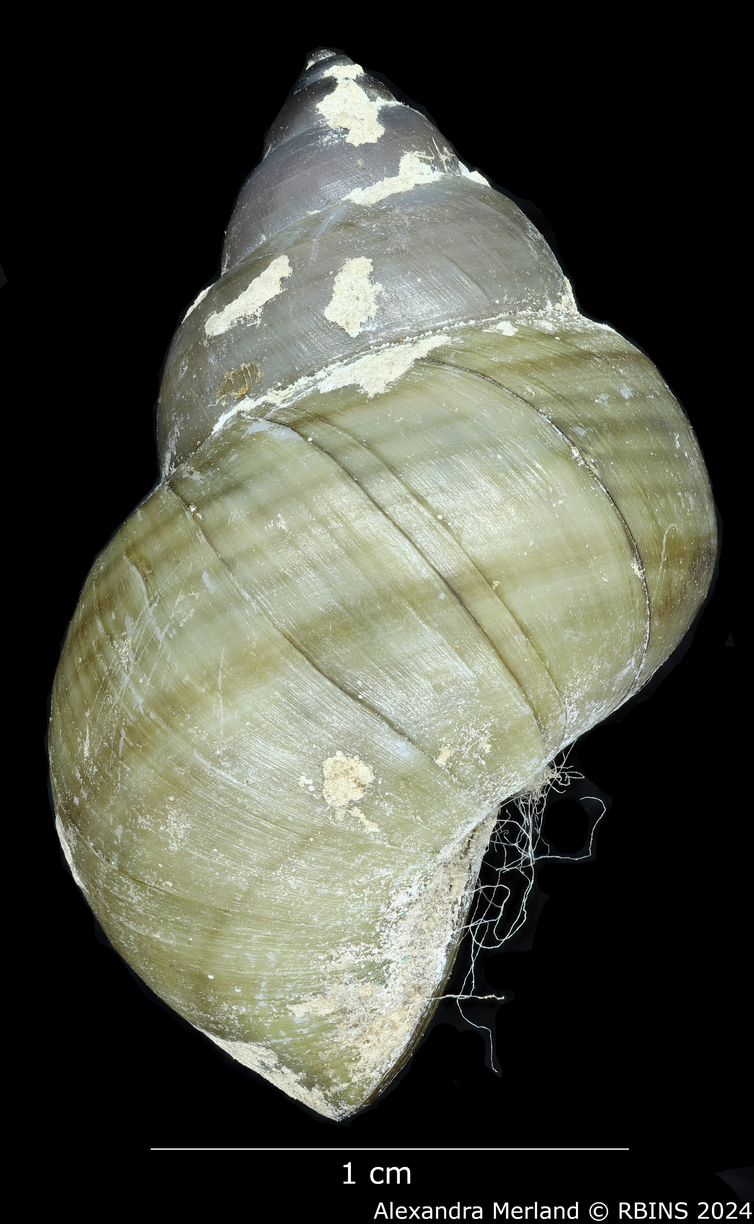 BE-RBINS-INV-MT-295-Filopaludina-sumatrensis-peninsularis-pt-L2.jpg