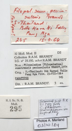 BE-RBINS-INV-MT-295-Filopaludina-sumatrensis-peninsularis-pt-label.jpg