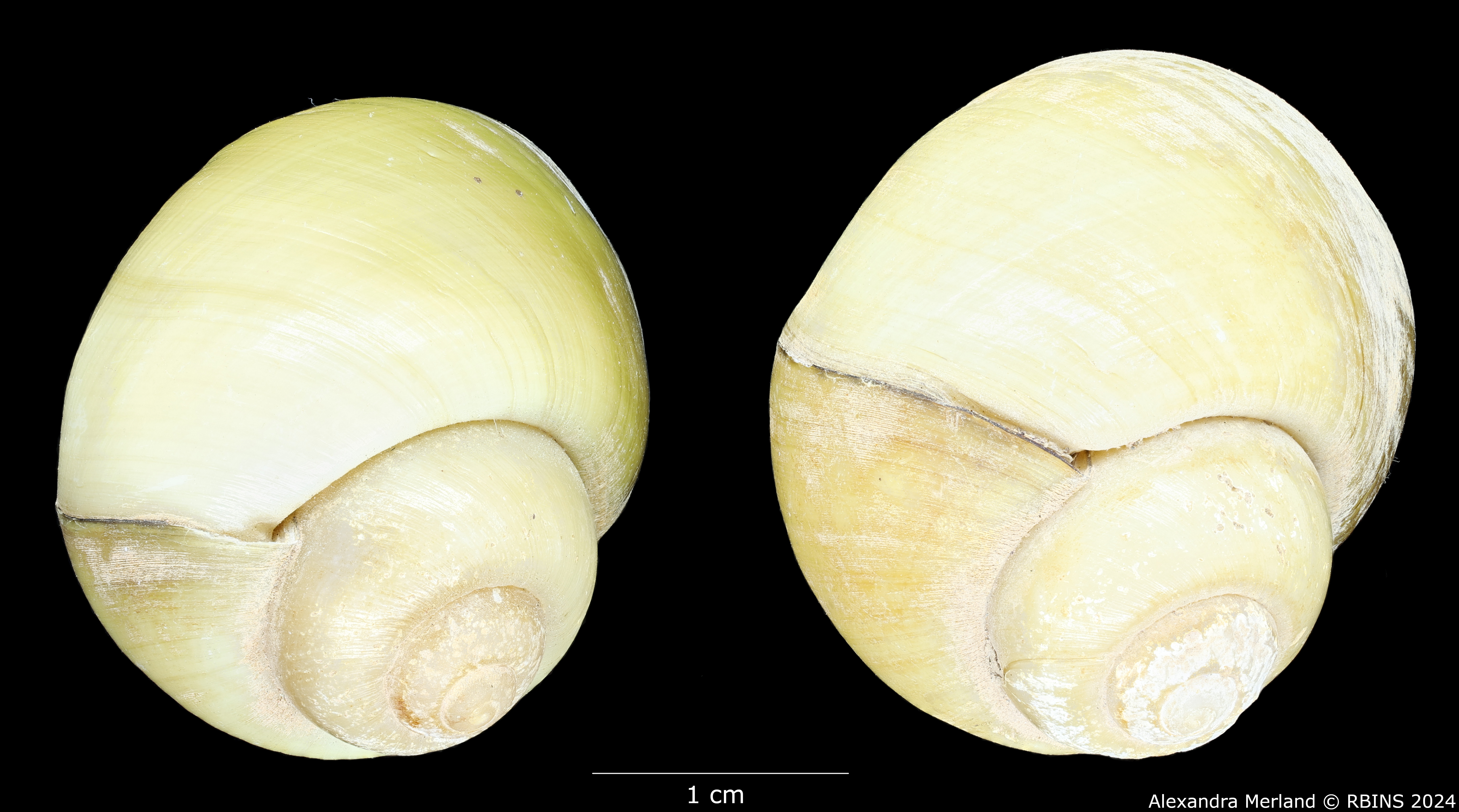 BE-RBINS-INV-MT-351-Mekongia-swainsoni-flavida-pt-D.jpg