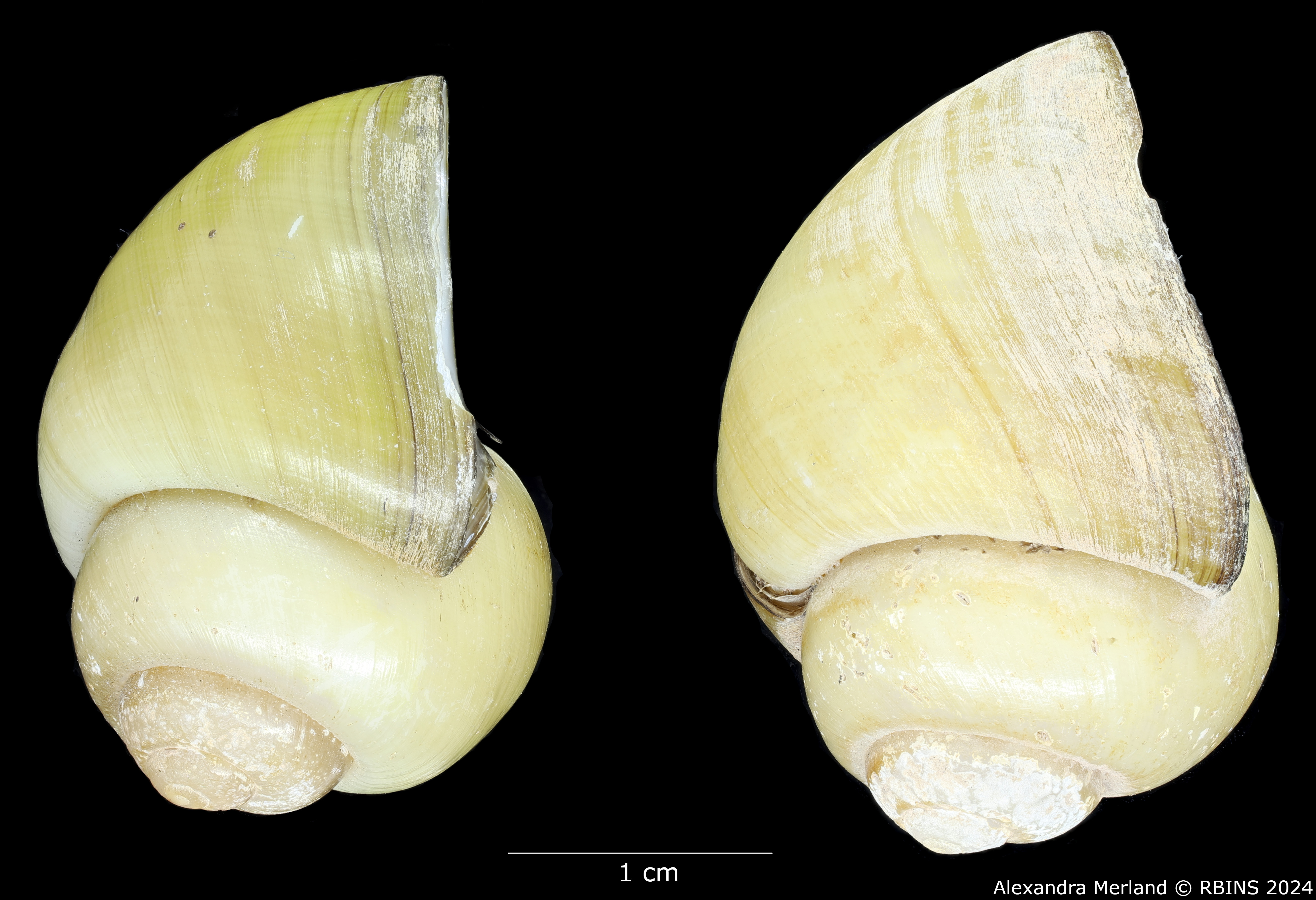 BE-RBINS-INV-MT-351-Mekongia-swainsoni-flavida-pt-L.jpg