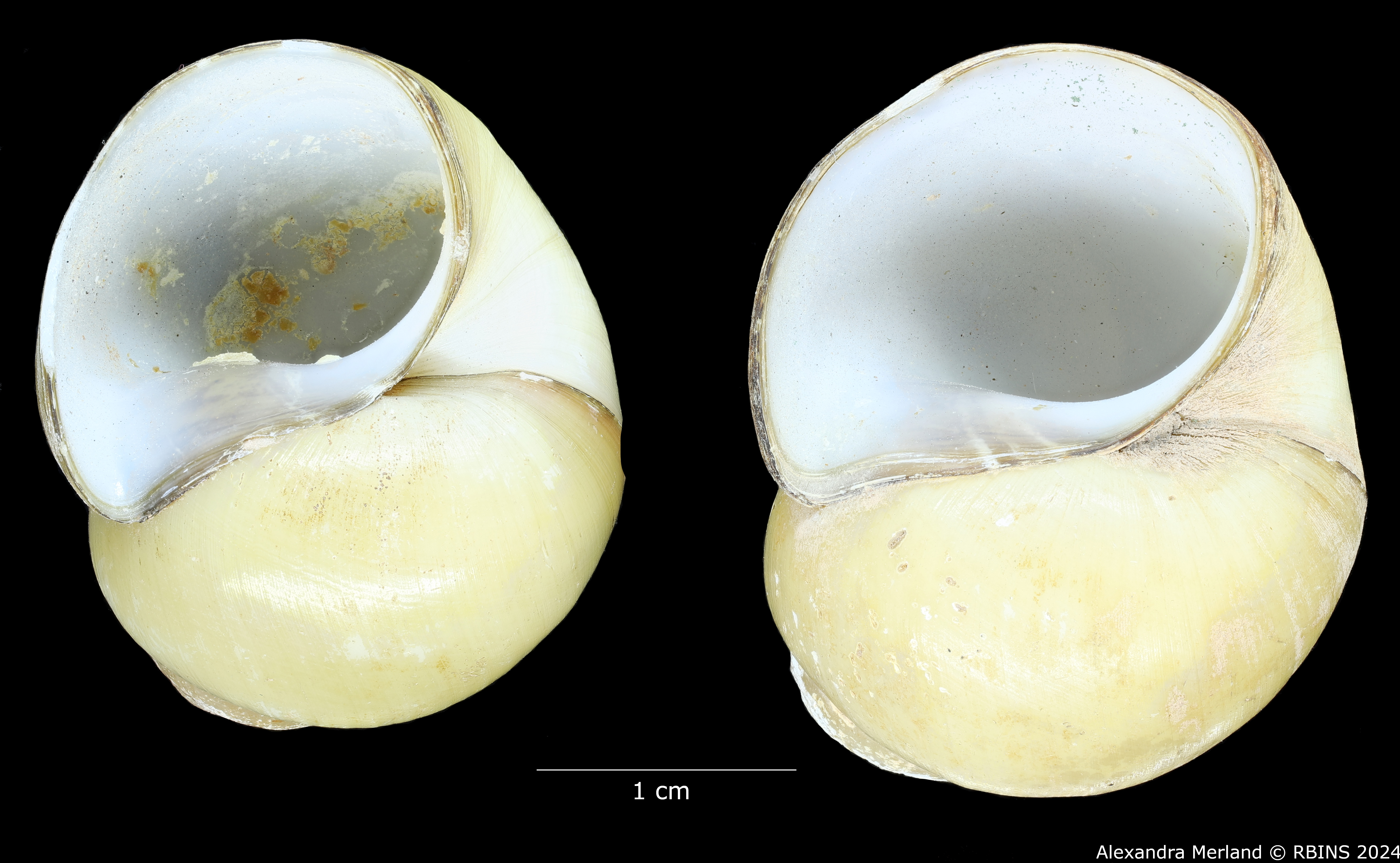 BE-RBINS-INV-MT-351-Mekongia-swainsoni-flavida-pt-V.jpg