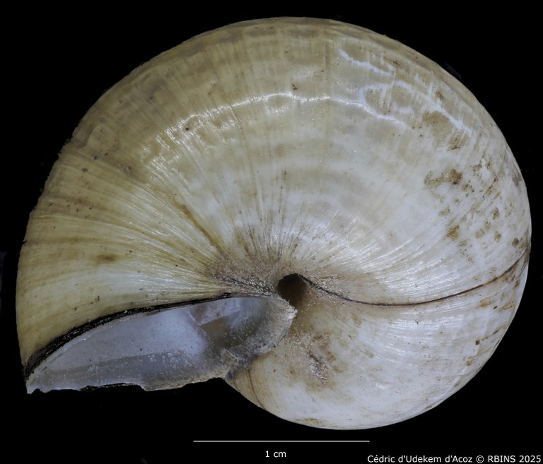 BE-RBINS-INV-MT-2029-Paludina-contecta-emiliana-ht-BOTTOM.jpg BE-RBINS-INV-MT-2029-Paludina-contecta-emiliana-ht-BOTTOM.jpg