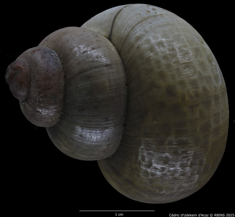 BE-RBINS-INV-MT-2029-Paludina-contecta-emiliana-ht-DORSAL1.jpg BE-RBINS-INV-MT-2029-Paludina-contecta-emiliana-ht-DORSAL1.jpg