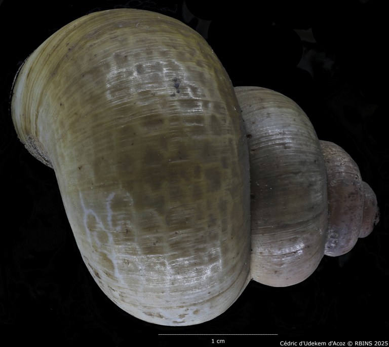 BE-RBINS-INV-MT-2029-Paludina-contecta-emiliana-ht-DORSAL2.jpg BE-RBINS-INV-MT-2029-Paludina-contecta-emiliana-ht-DORSAL2.jpg