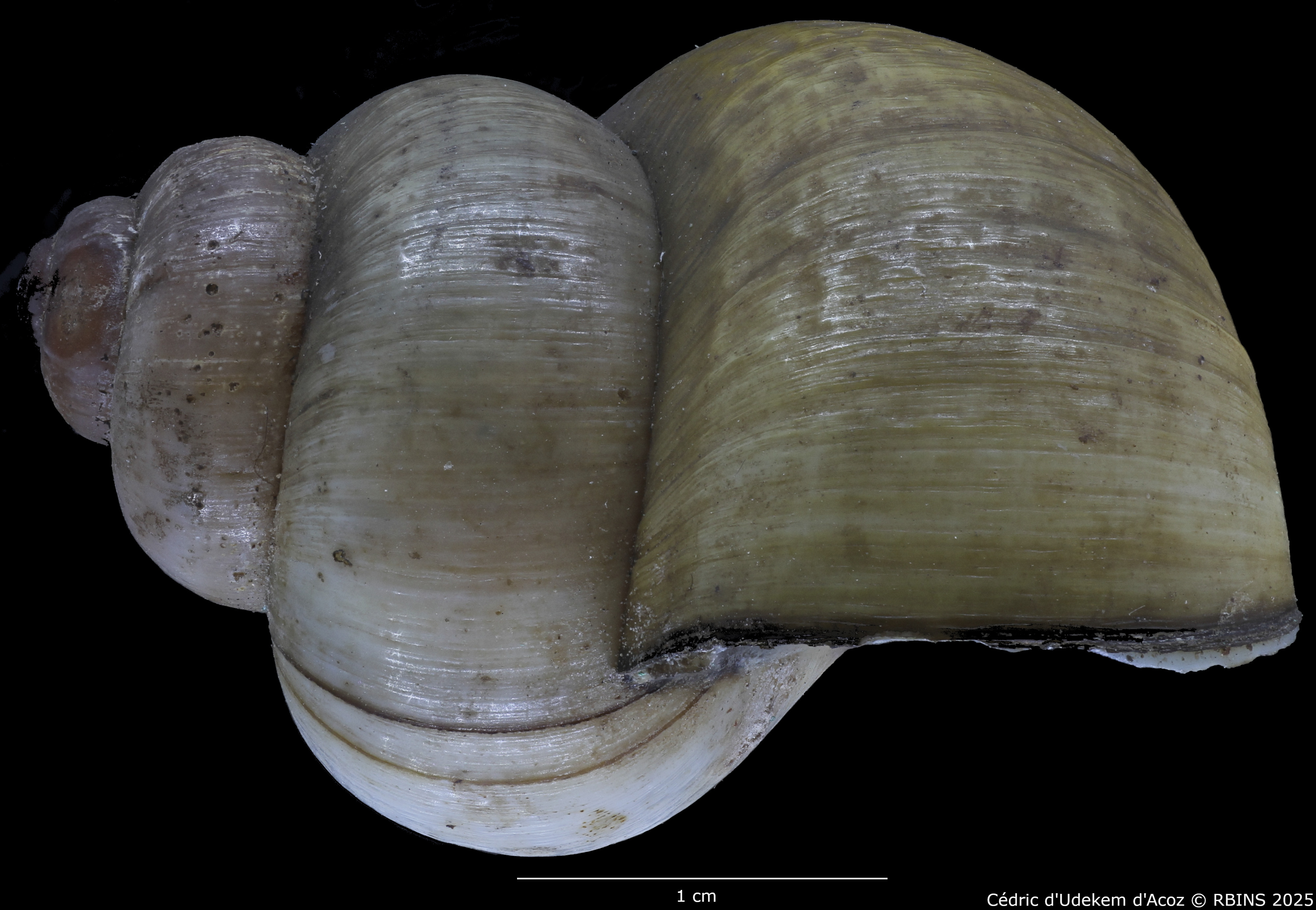 BE-RBINS-INV-MT-2029-Paludina-contecta-emiliana-ht-LATERAL1.jpg