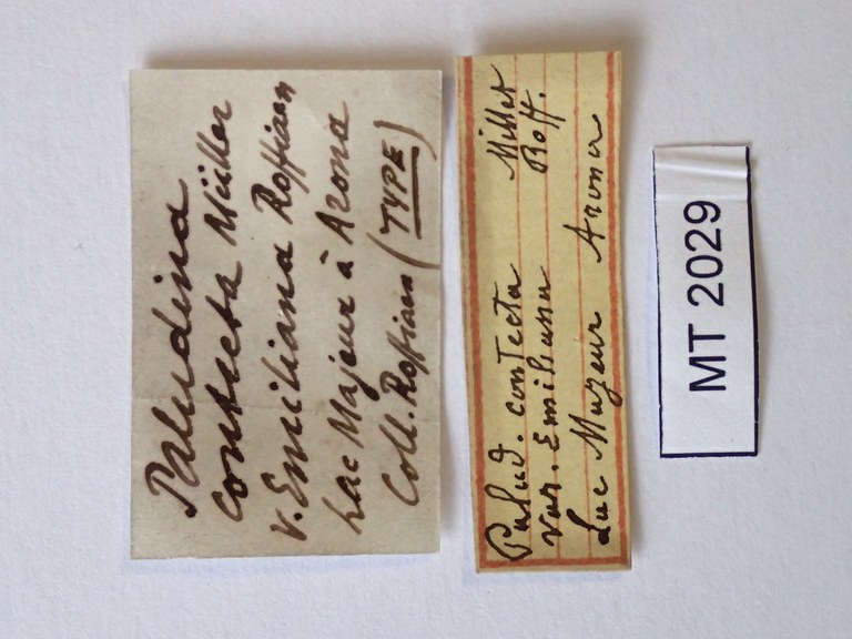 BE-RBINS-INV-TYPES-MT-2029-Paludina-contecta-emiliana-LABEL-1.JPG BE-RBINS-INV-TYPES-MT-2029-Paludina-contecta-emiliana-LABEL-1.JPG