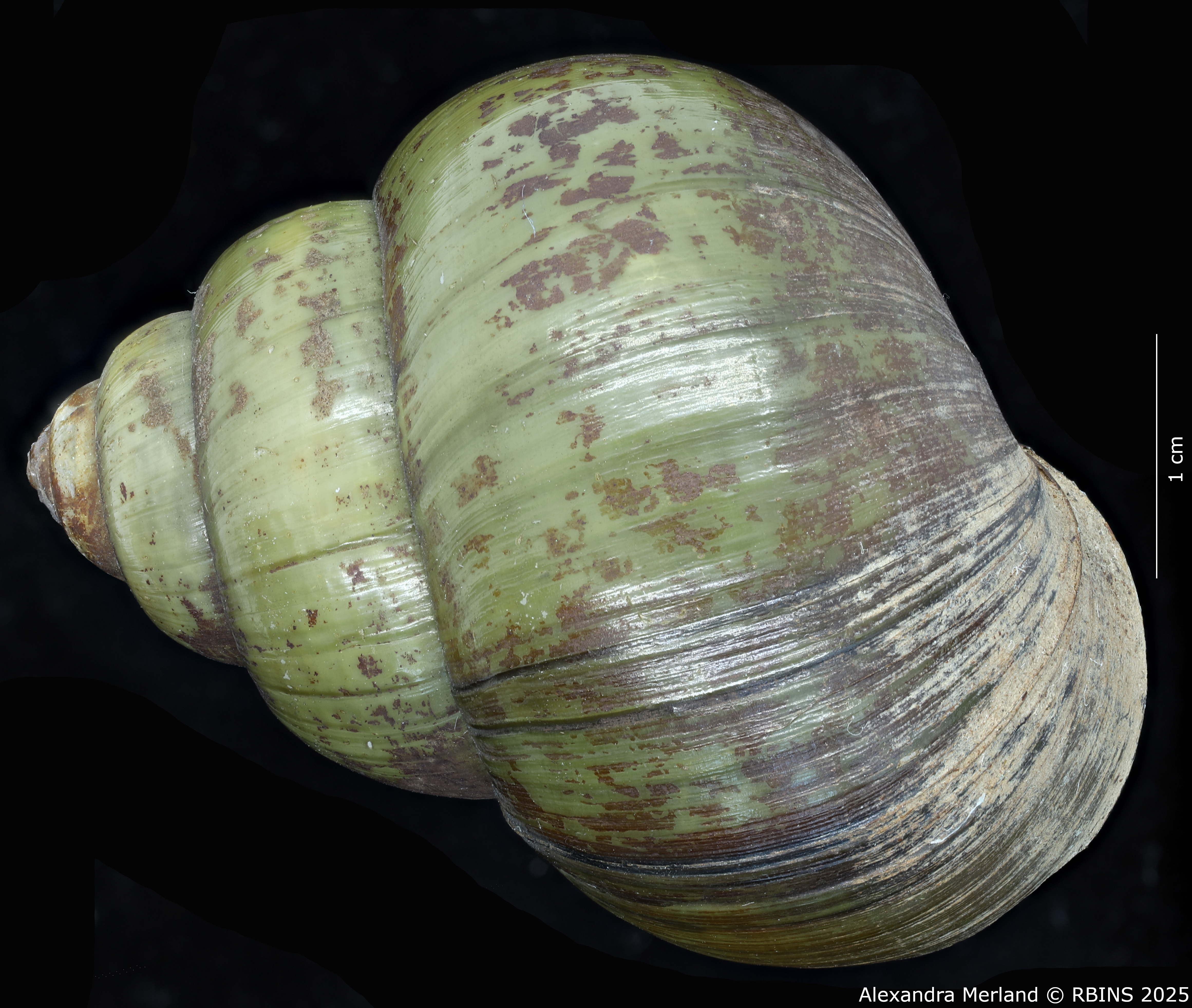 BE-RBINS-INV-MT-4234-Paludina-laosiensis-st-D.jpg