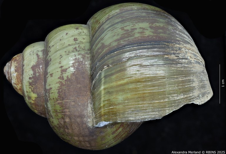 BE-RBINS-INV-MT-4234-Paludina-laosiensis-st-L.jpg BE-RBINS-INV-MT-4234-Paludina-laosiensis-st-L.jpg