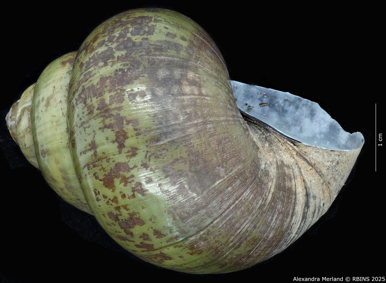 BE-RBINS-INV-MT-4234-Paludina-laosiensis-st-L2.jpg BE-RBINS-INV-MT-4234-Paludina-laosiensis-st-L2.jpg