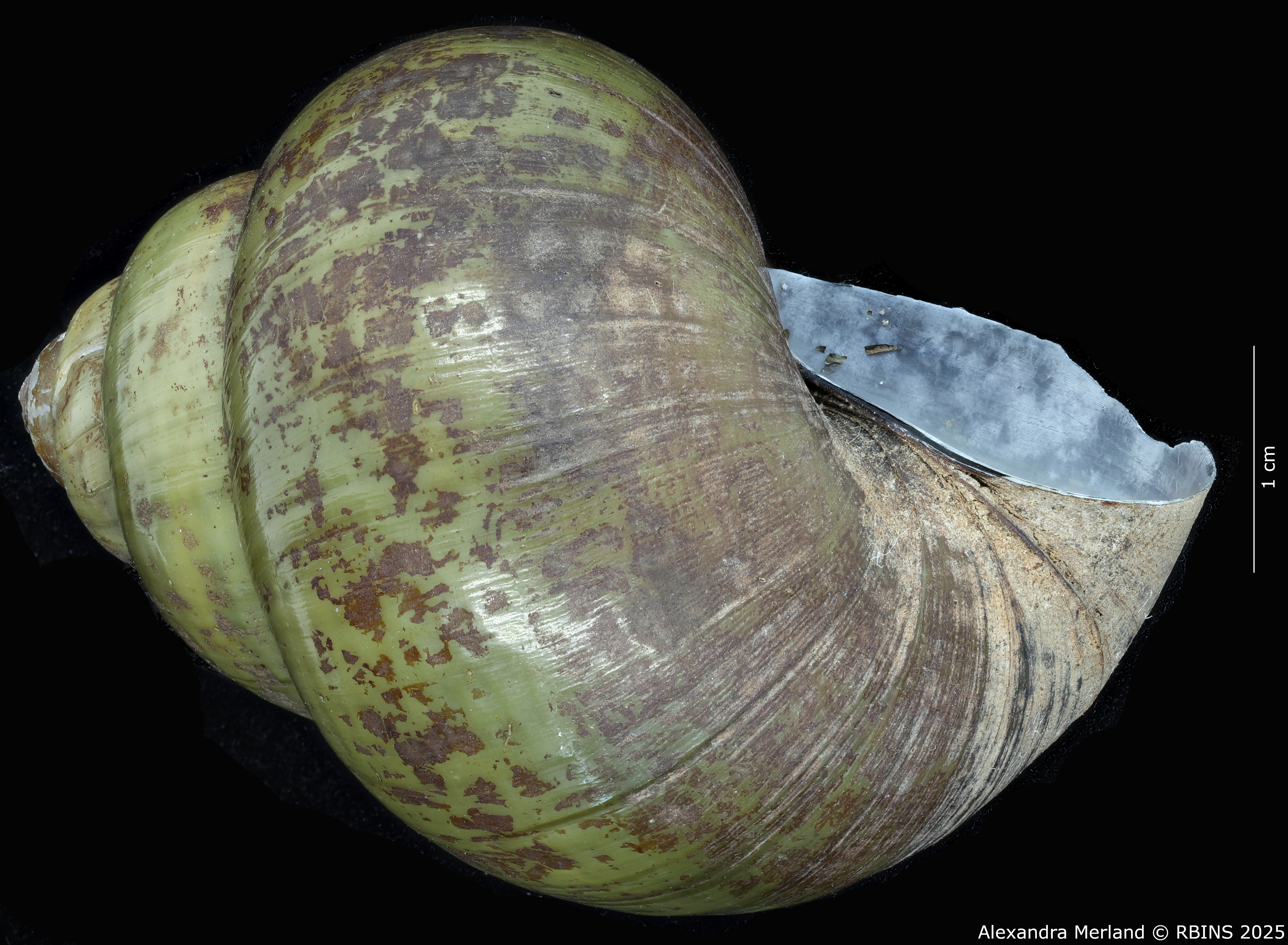 BE-RBINS-INV-MT-4234-Paludina-laosiensis-st-L2.jpg