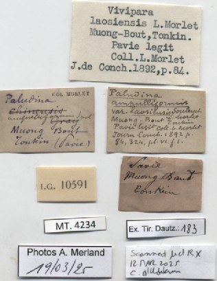 BE-RBINS-INV-MT-4234-Paludina-laosiensis-st-label.jpg BE-RBINS-INV-MT-4234-Paludina-laosiensis-st-label.jpg