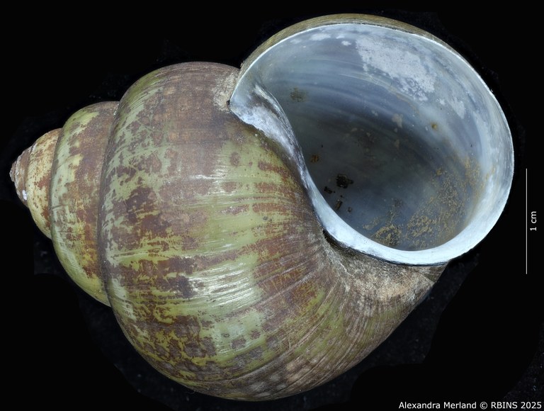 BE-RBINS-INV-MT-4234-Paludina-laosiensis-st-V.jpg BE-RBINS-INV-MT-4234-Paludina-laosiensis-st-V.jpg