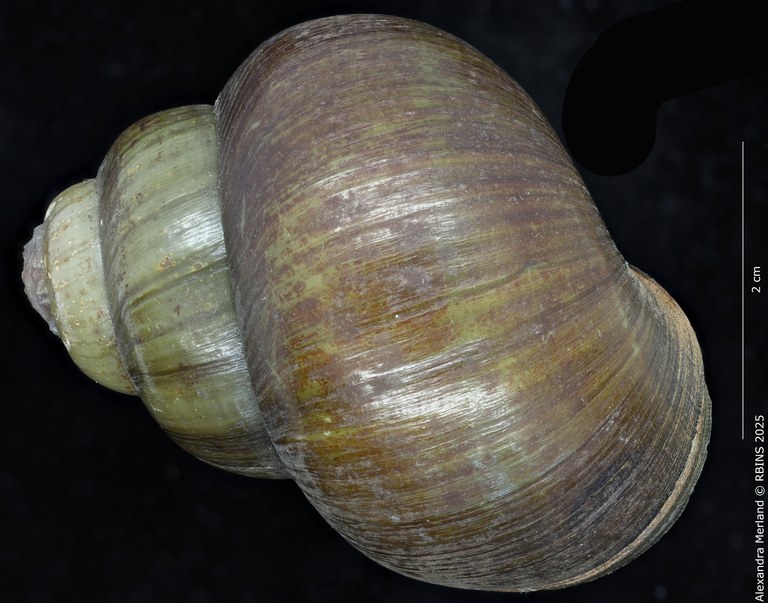 BE-RBINS-INV-MT-4233-Paludina-laosiensis-st-D.jpg BE-RBINS-INV-MT-4233-Paludina-laosiensis-st-D.jpg