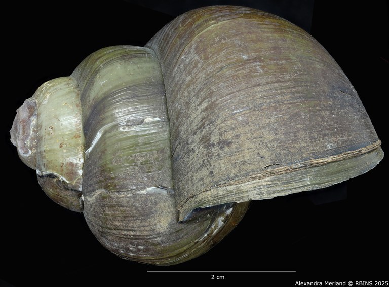 BE-RBINS-INV-MT-4233-Paludina-laosiensis-st-L.jpg BE-RBINS-INV-MT-4233-Paludina-laosiensis-st-L.jpg