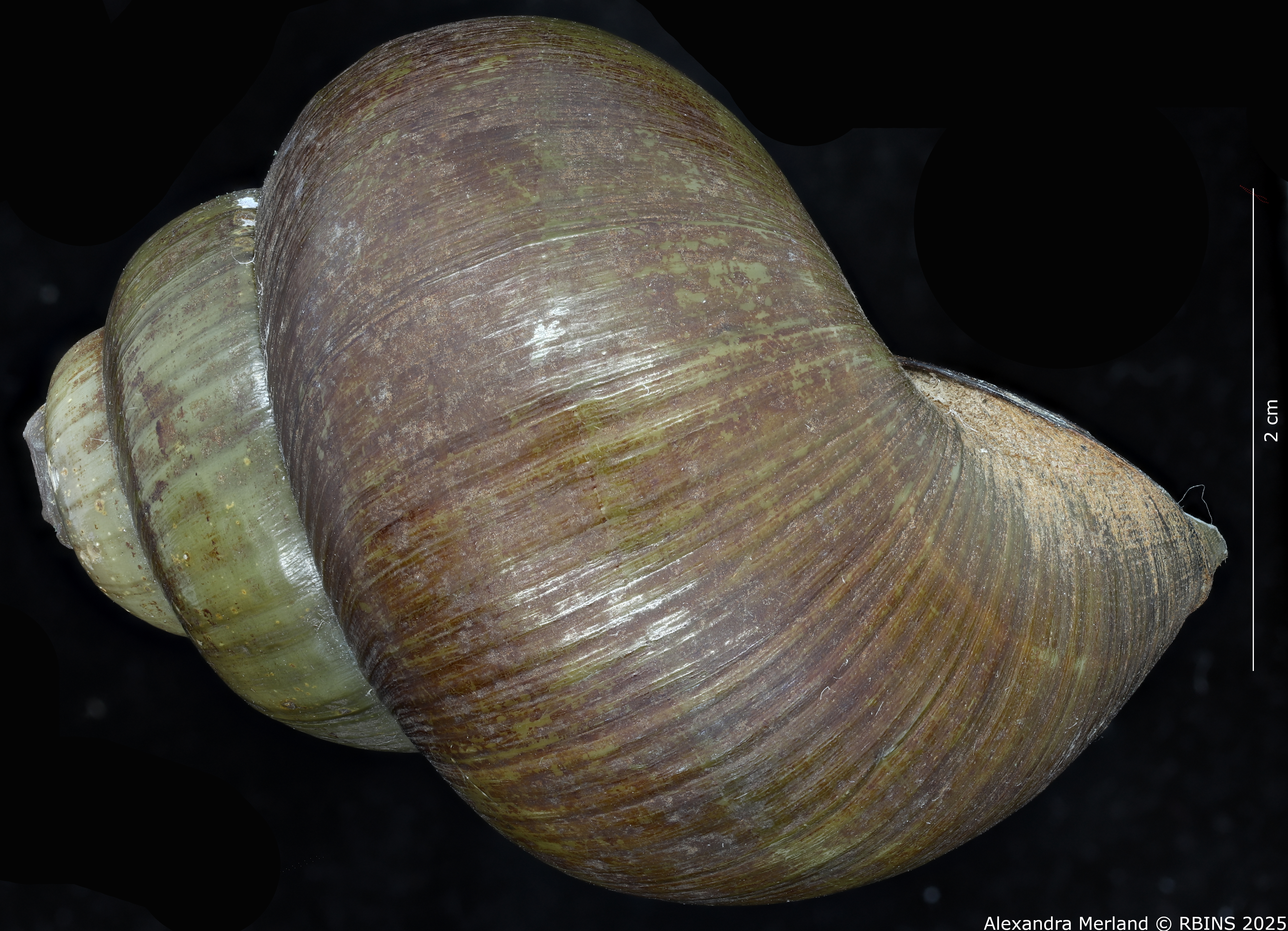 BE-RBINS-INV-MT-4233-Paludina-laosiensis-st-L2.jpg