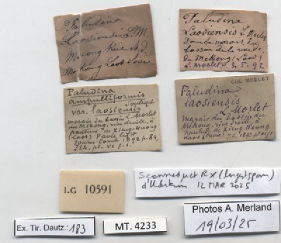 BE-RBINS-INV-MT-4233-Paludina-laosiensis-st-label.jpg BE-RBINS-INV-MT-4233-Paludina-laosiensis-st-label.jpg