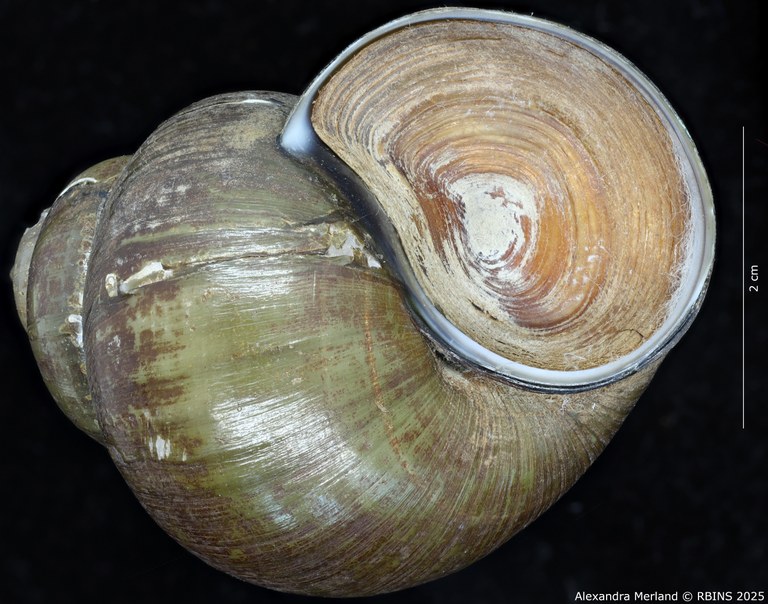 BE-RBINS-INV-MT-4233-Paludina-laosiensis-st-V.jpg BE-RBINS-INV-MT-4233-Paludina-laosiensis-st-V.jpg