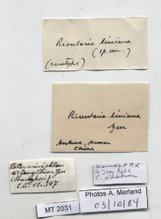 BE-RBINS-INV-MT-2031-Rivularia-auriculata-pt-label.jpg