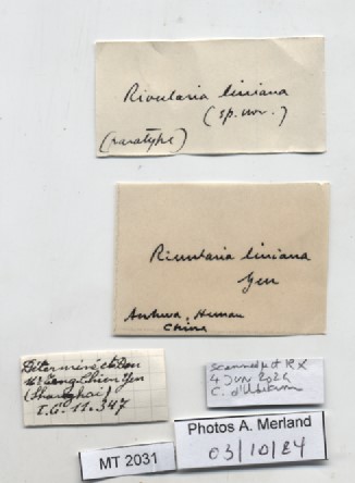 BE-RBINS-INV-MT-2031-Rivularia-auriculata-pt-label.jpg